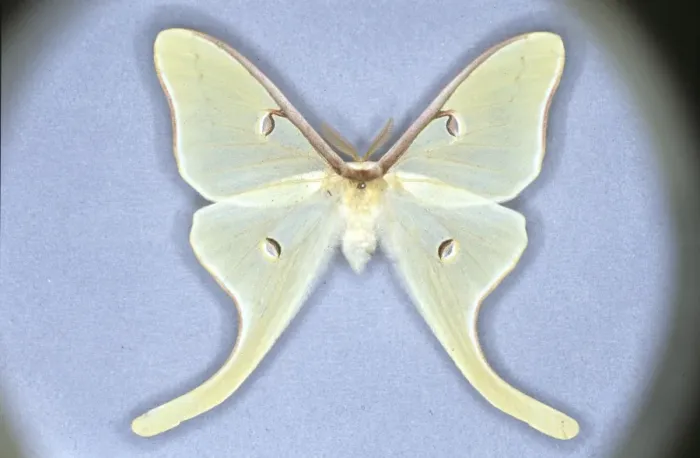 Framed Print : Actias luna, luna moth Framed Print : Actias luna, luna moth