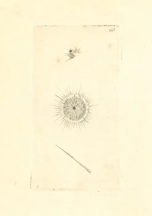 Framed Print : Actinophrys sol