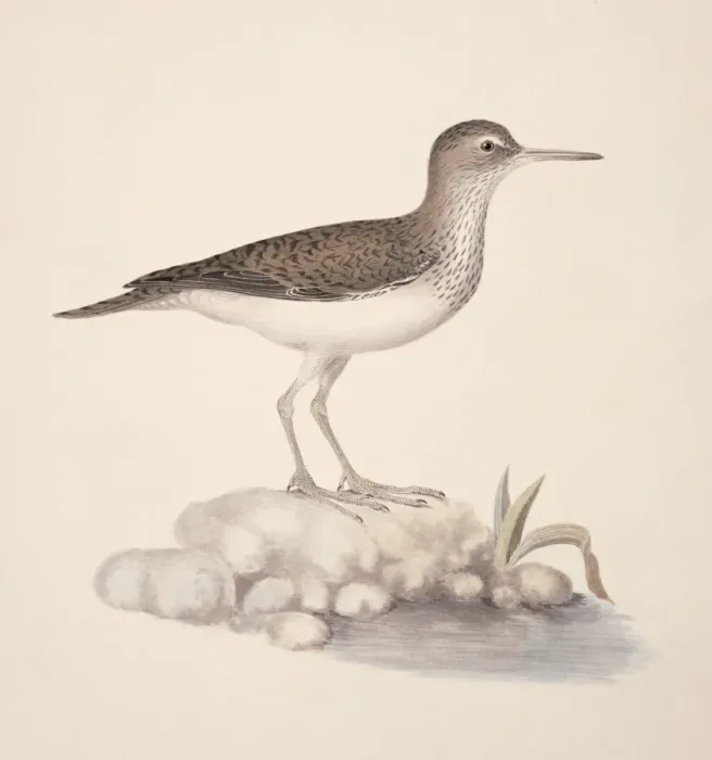 Framed Print : Actitis hypoleucos, common sandpiper Framed Print : Actitis hypoleucos, common sandpiper