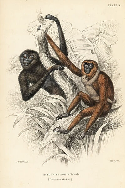 Active gibbon, female, Hylobates agilis. Endangered