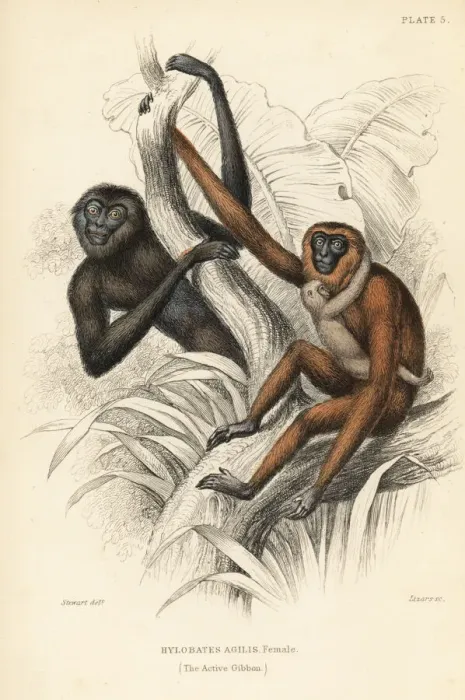 Framed Print : Active gibbon, female, Hylobates agilis. Endangered Framed Print : Active gibbon, female, Hylobates agilis. Endangered
