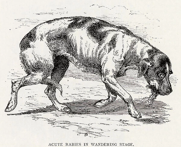 Acute rabies in the wandering stage. Date: 1896