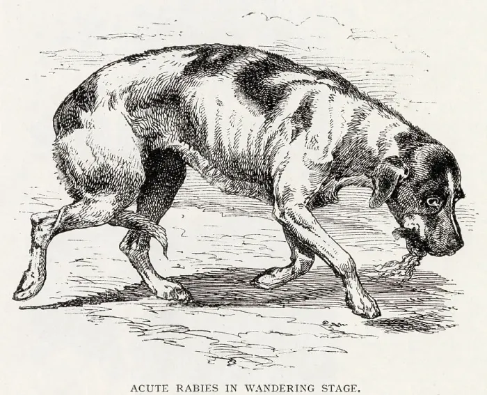 Framed Print : Acute rabies in the wandering stage. Date: 1896 Framed Print : Acute rabies in the wandering stage. Date: 1896