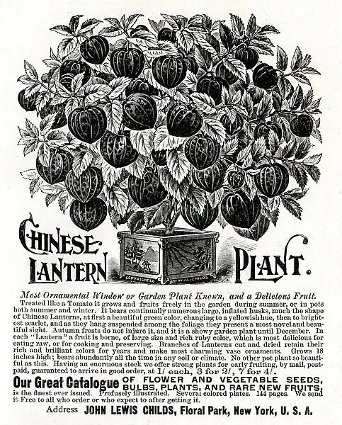 Advert for Chinese Lantern Plant 1897