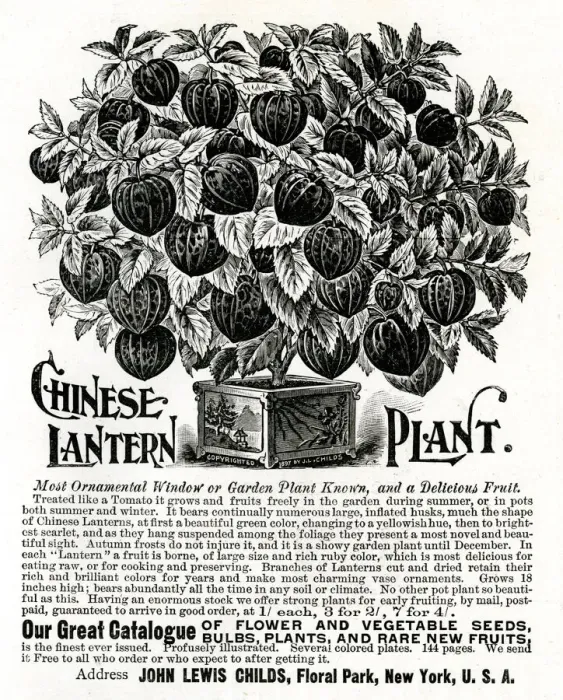 Framed Print : Advert for Chinese Lantern Plant 1897 Framed Print : Advert for Chinese Lantern Plant 1897