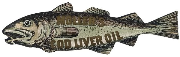 Advert  /  Cod Liver Oil