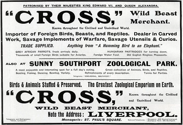Advertisement for Cross - Wild Beast Merchant, Liverpool