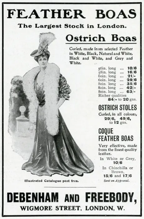Framed Print : Advert for Debenham & Freebody feather boas 1905 Framed Print : Advert for Debenham & Freebody feather boas 1905