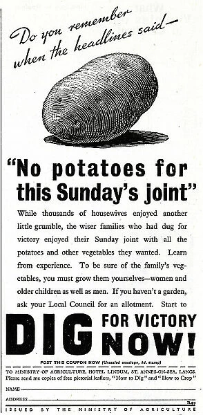 Advert, Dig for Victory Now! Ministry of Agriculture, WW2