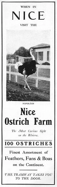 Advertisement for the Nice Ostrich Farm