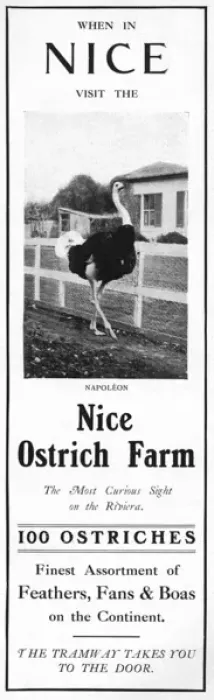 Framed Print : Advertisement for the Nice Ostrich Farm Framed Print : Advertisement for the Nice Ostrich Farm