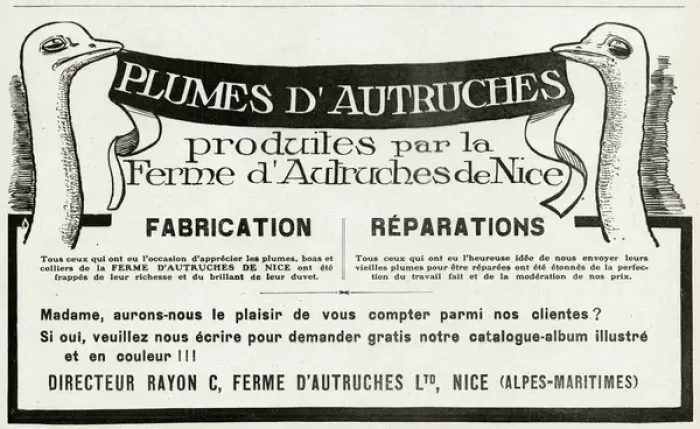 Framed Print : Advert for Plumes D autruches 1912