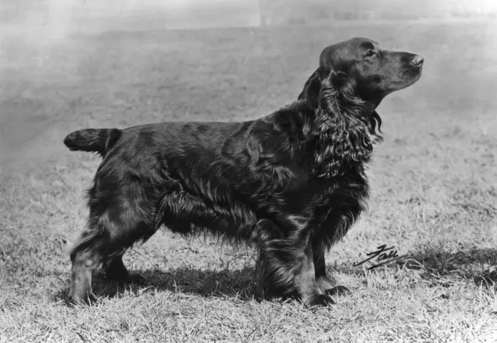 Framed Print : Adam of Elmbury - Field Spaniel - Fall Photograph Framed Print : Adam of Elmbury - Field Spaniel - Fall Photograph