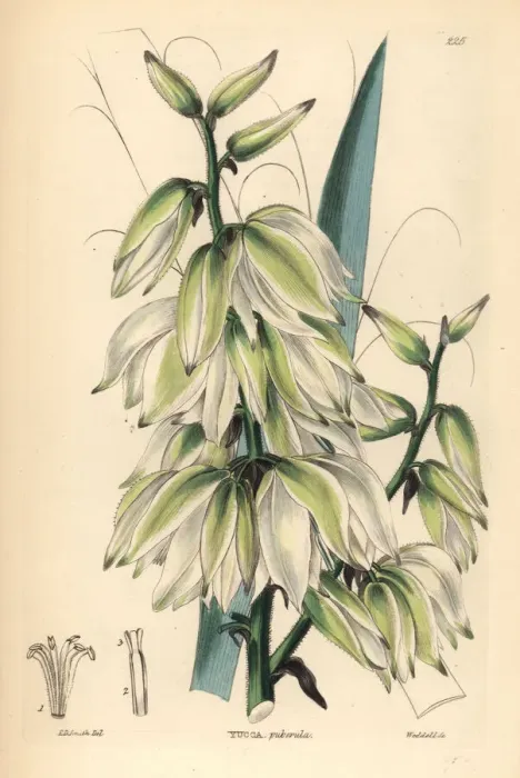 Framed Print : Adams needle or needle palm, Yucca flaccida Framed Print : Adams needle or needle palm, Yucca flaccida