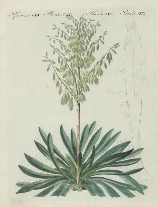 Framed Print : Adam's needle and thread, Yucca filamentosa Framed Print : Adam's needle and thread, Yucca filamentosa