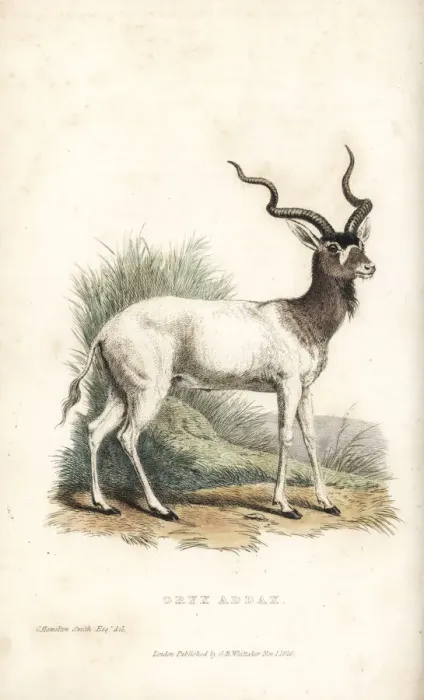 Framed Print : Addax, Addax nasomaculatus. Critically endangered Framed Print : Addax, Addax nasomaculatus. Critically endangered
