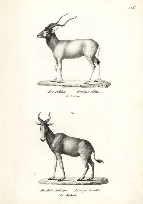 Framed Print : Addax antelope (critically endangered) Framed Print : Addax antelope (critically endangered)