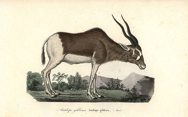 Addax or screwhorn antelope, Addax nasomaculatus