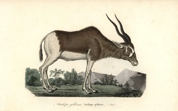 Framed Print : Addax or screwhorn antelope, Addax nasomaculatus Framed Print : Addax or screwhorn antelope, Addax nasomaculatus