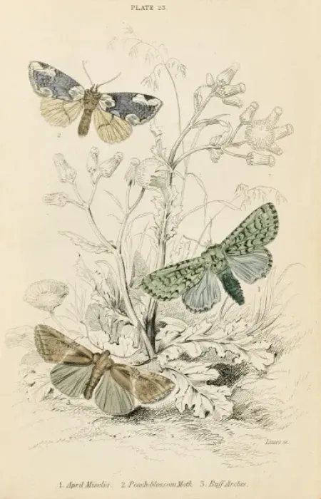 Framed Print : Three Additional Moths Framed Print : Three Additional Moths