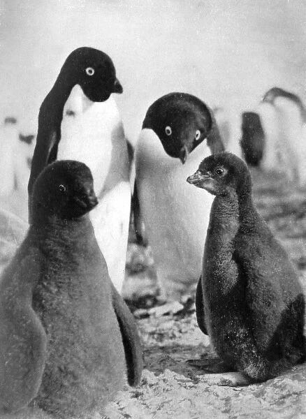 Adelie Penguins. Adelie penguins and their young. Date: 1907 - 1909