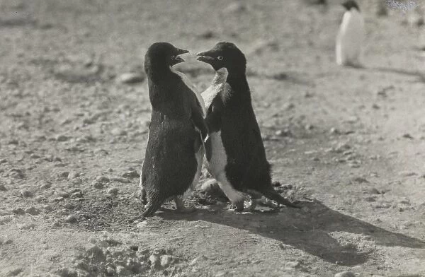 Adeliee Penguins, Cape Adair