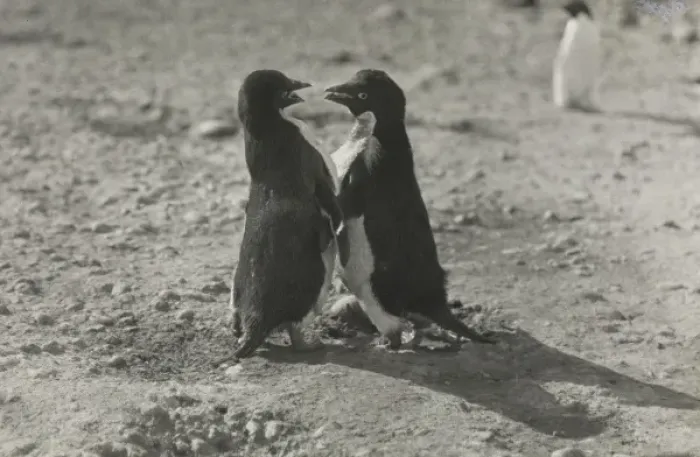 Framed Print : Adeliee Penguins, Cape Adair Framed Print : Adeliee Penguins, Cape Adair
