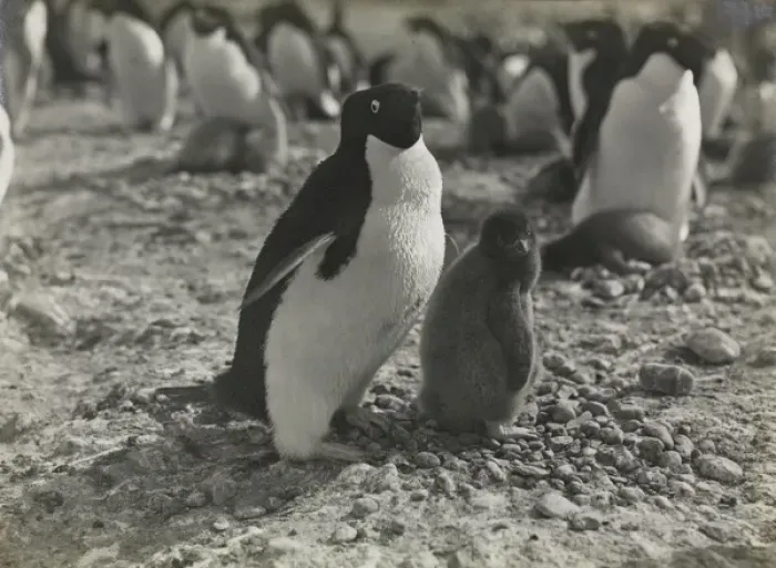 Framed Print : Adeliee Penguins, Cape Adare Framed Print : Adeliee Penguins, Cape Adare