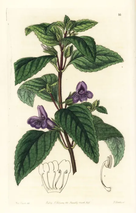 Framed Print : Adenosma glutinosum, Chinese aromatic plant Framed Print : Adenosma glutinosum, Chinese aromatic plant