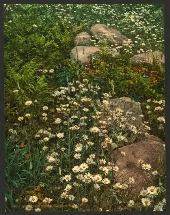 Framed Print : Adirondack mountain wild flowers Framed Print : Adirondack mountain wild flowers