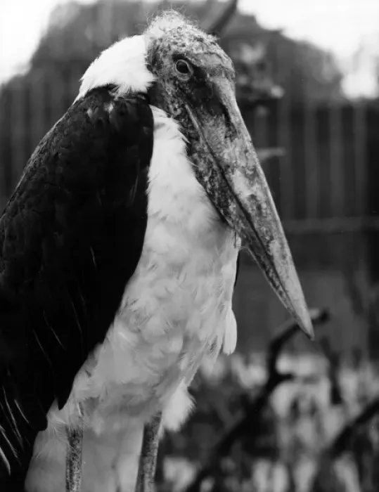 Framed Print : Adjutant Stork Framed Print : Adjutant Stork
