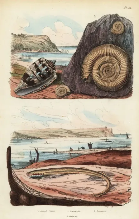 Framed Print : Admiral cone, larval stage of lamprey, and extinct ammonite Framed Print : Admiral cone, larval stage of lamprey, and extinct ammonite