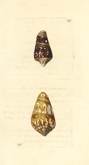 Framed Print : Admiral cone varieties, high admiral and cedo nulli Framed Print : Admiral cone varieties, high admiral and cedo nulli