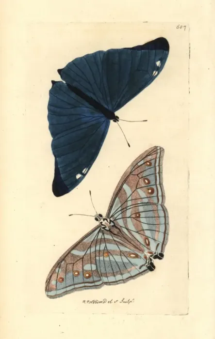 Framed Print : Adonis blue butterfly, Polyommatus bellargus Framed Print : Adonis blue butterfly, Polyommatus bellargus
