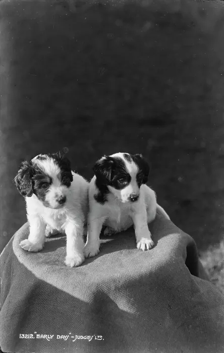 Framed Print : Two Adorable Puppies Framed Print : Two Adorable Puppies