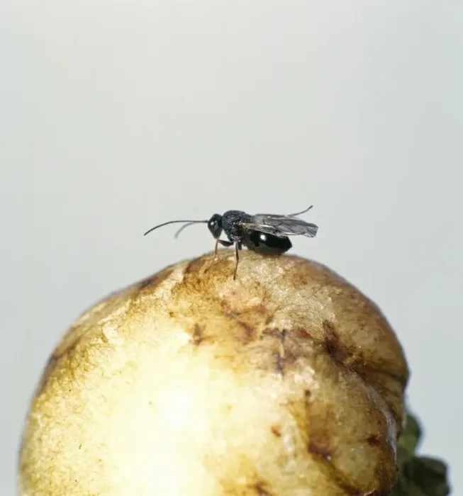 Framed Print : Adult gall wasps Framed Print : Adult gall wasps