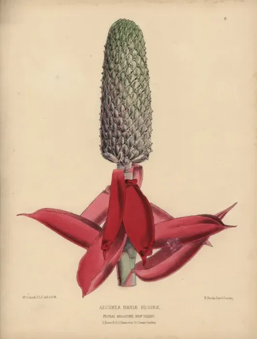 Framed Print : Aechmea Mariae Reginae with pale green spear-like Framed Print : Aechmea Mariae Reginae with pale green spear-like