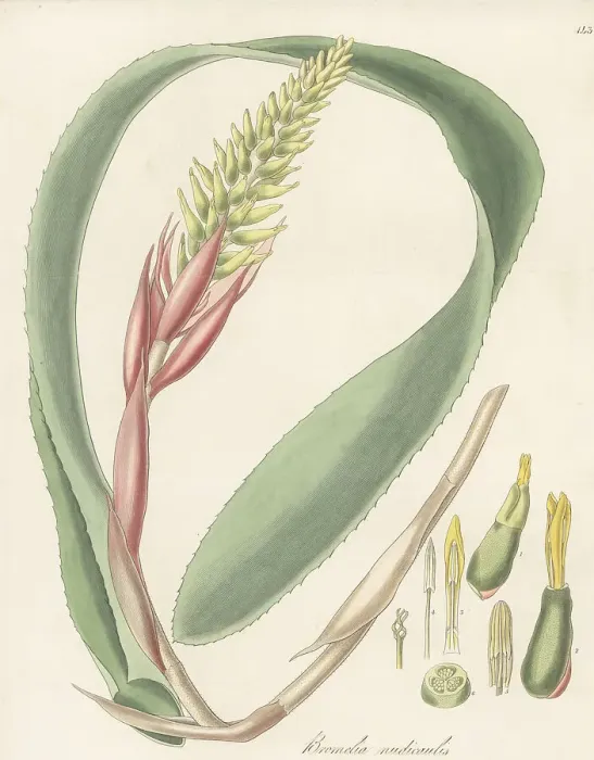 Framed Print : Aechmea nudicaulis Framed Print : Aechmea nudicaulis