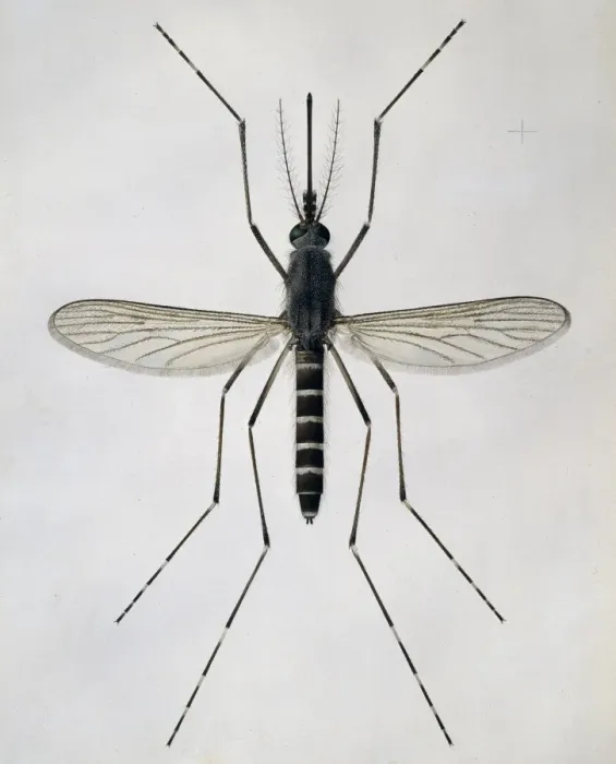 Framed Print : Aedes cantans, mosquito Framed Print : Aedes cantans, mosquito