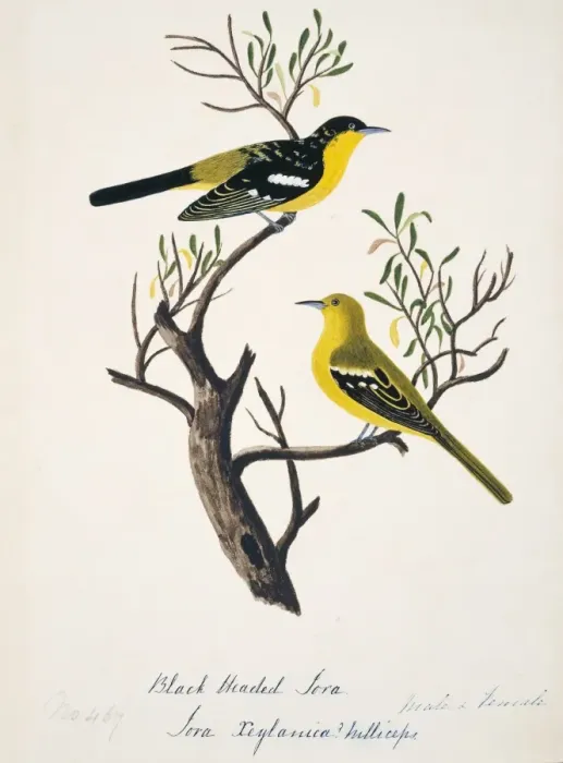 Framed Print : Aegithina tiphia, common iora Framed Print : Aegithina tiphia, common iora