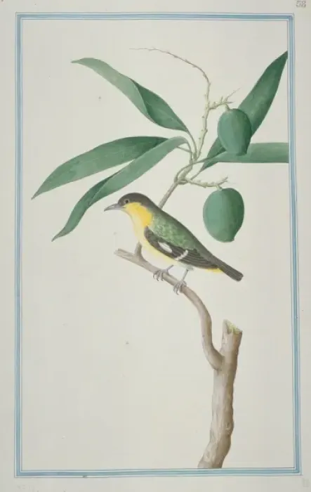 Framed Print : Aegithina tiphia, common iora Framed Print : Aegithina tiphia, common iora
