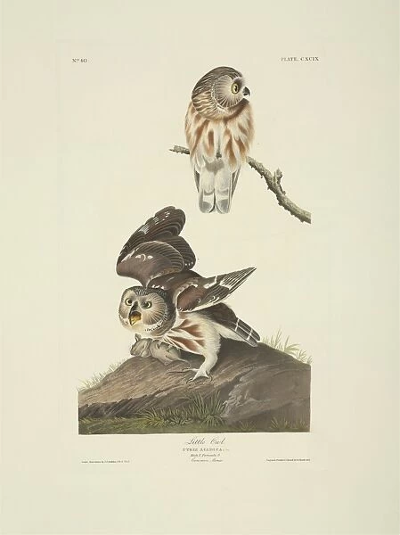 Aegolius acadicus, northern saw-whet owl