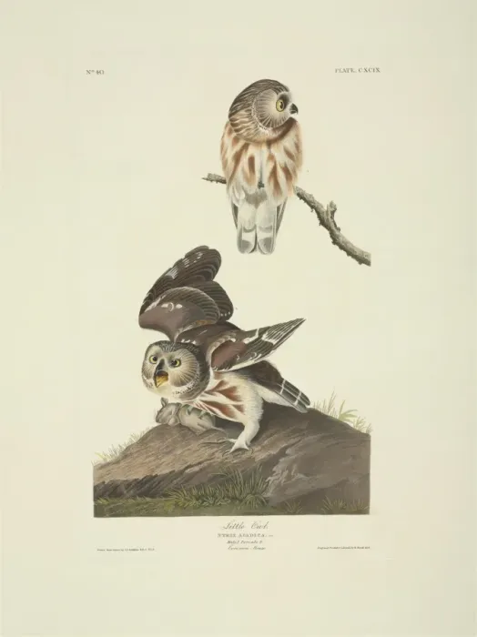 Framed Print : Aegolius acadicus, northern saw-whet owl Framed Print : Aegolius acadicus, northern saw-whet owl