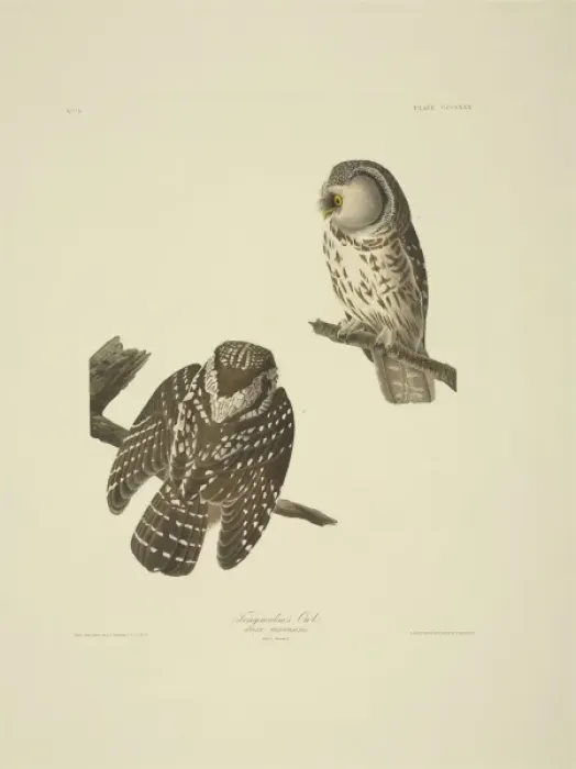 Framed Print : Aegolius funereus, Tengmalms owl Framed Print : Aegolius funereus, Tengmalms owl