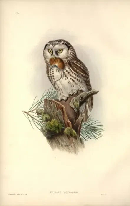 Framed Print : Aegolius funereus, Tengmalms owl Framed Print : Aegolius funereus, Tengmalms owl