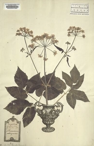 Aegopodium podagraria, goutweed