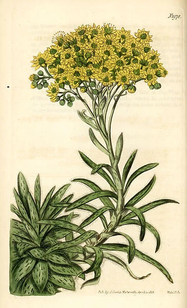 Aeonium ciliatum (Sempervivum ciliatum)