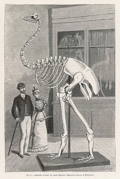 Aepyornis Skeleton. A Victorian couple admire a restored skeleton of aepyornis ingens