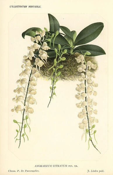 Aerangis citrata orchid