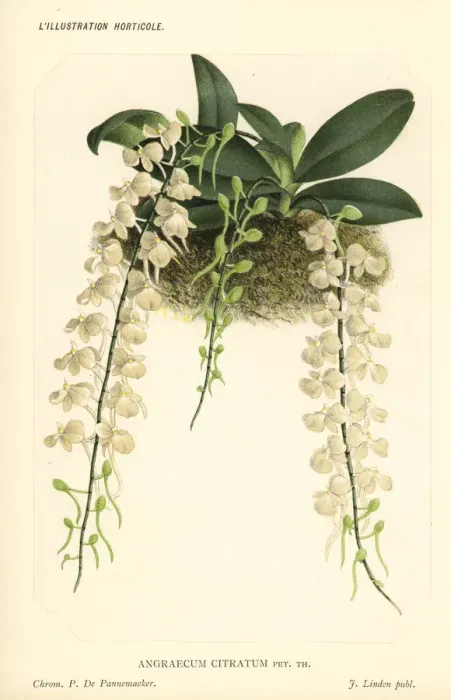 Framed Print : Aerangis citrata orchid Framed Print : Aerangis citrata orchid